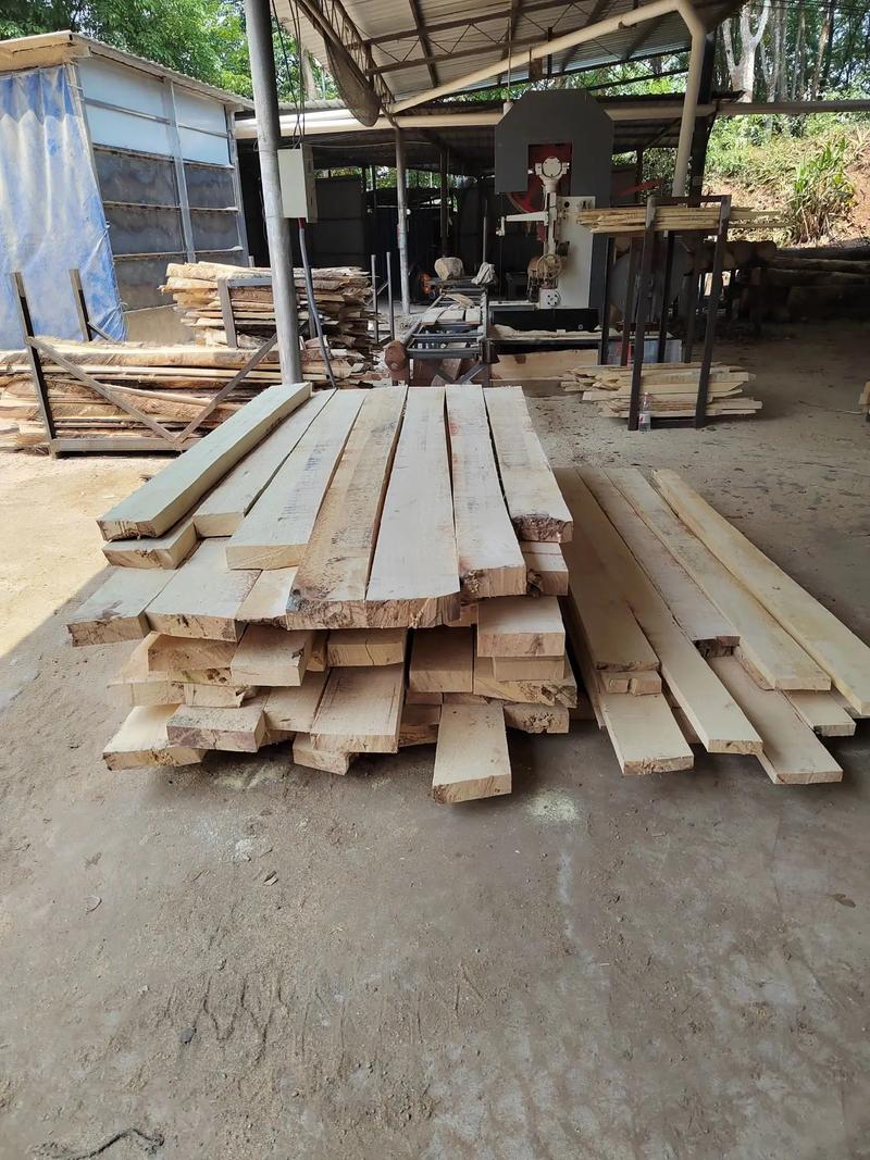 木材加工廠專業收購橡膠樹伐木，聯系方式公布